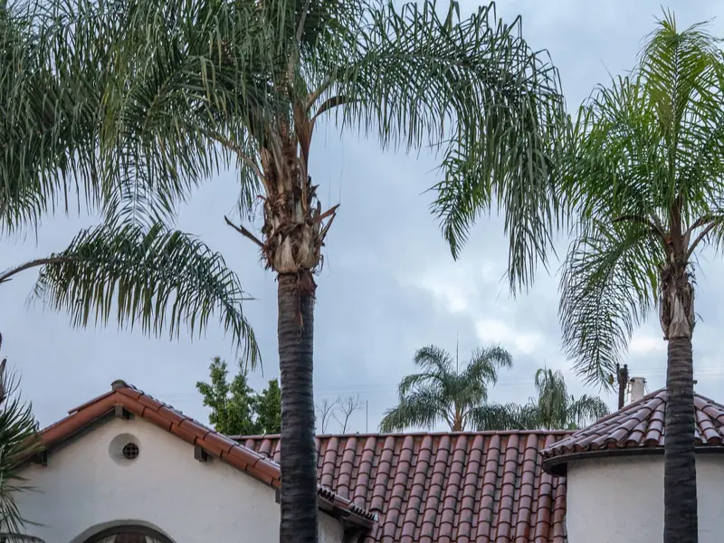 White stucco home with a red tile roof and two tall palm trees